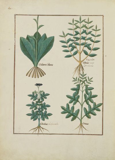 Illustration from the Book of Simple Medicines by Mattheaus Platearius by Robinet Testard